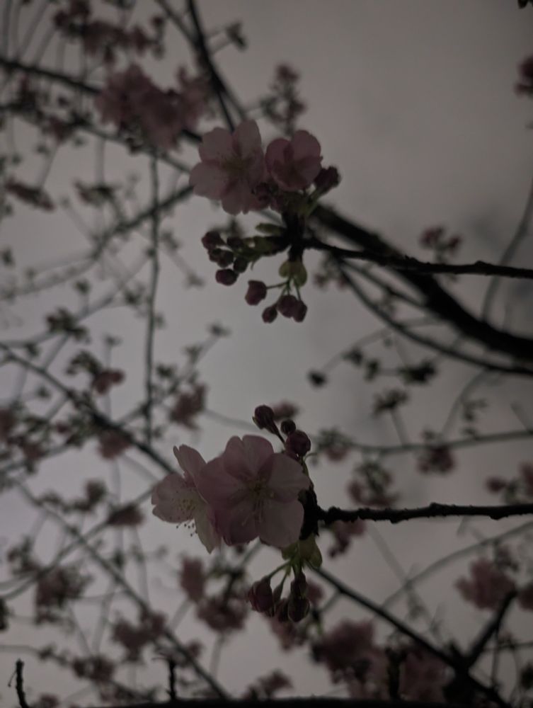 河津桜