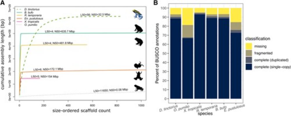 Genome Assembly of the Dyeing Poison Frog Provides Insights into the Dynamics of Transposable Element and Genome-Size Evolution