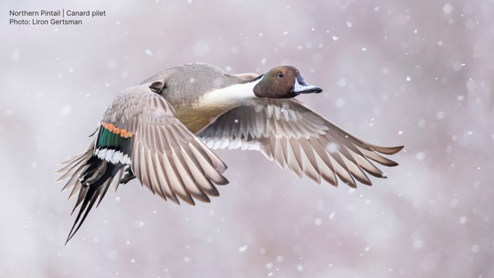 A Northern pintail in flight.