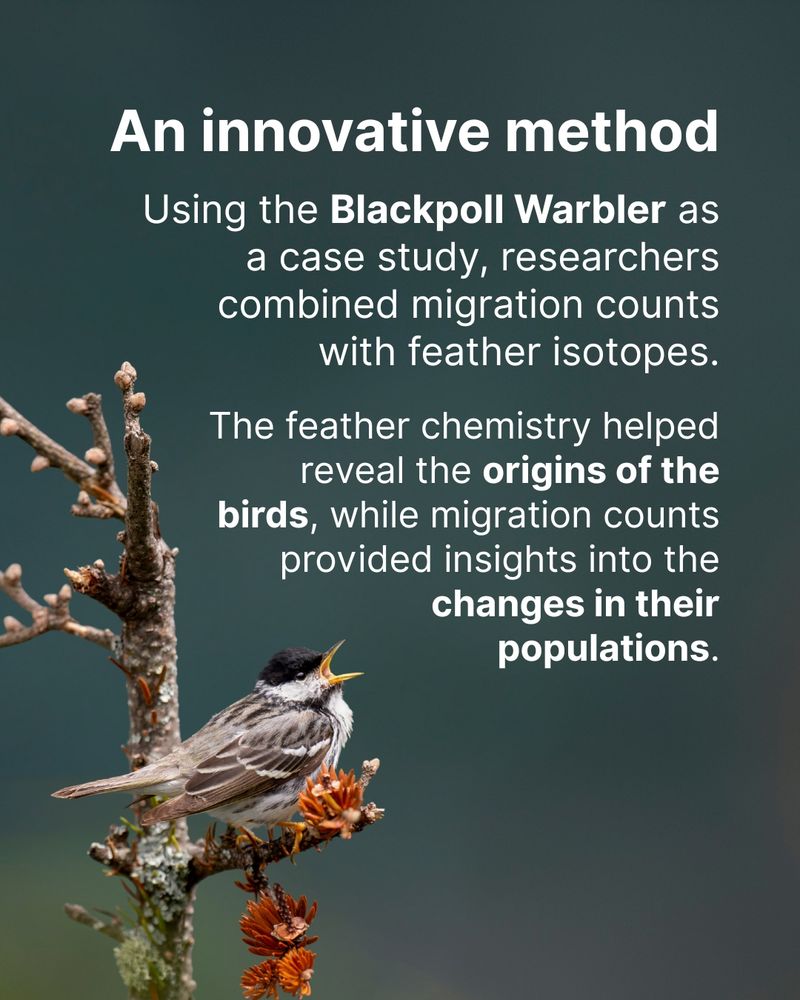 A Blackpoll Warbler sings from a tree. Overlay text reads "An innovative method: Using the Blackpoll Warbler as a case study, researchers combined migration counts with feather isotopes. The feather chemistry helped reveal the origins of the birds, while migration counts provided insights into the changes in their populations."