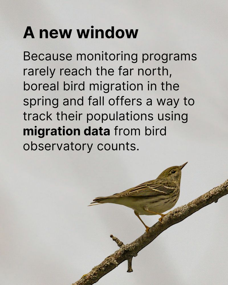 A Blackpoll Warbler perches on a branch. Overlay text reads "A new window: Because monitoring programs rarely reach the far north, boreal bird migration in the spring and fall offers a way to track their populations using migration data from bird observatory counts."