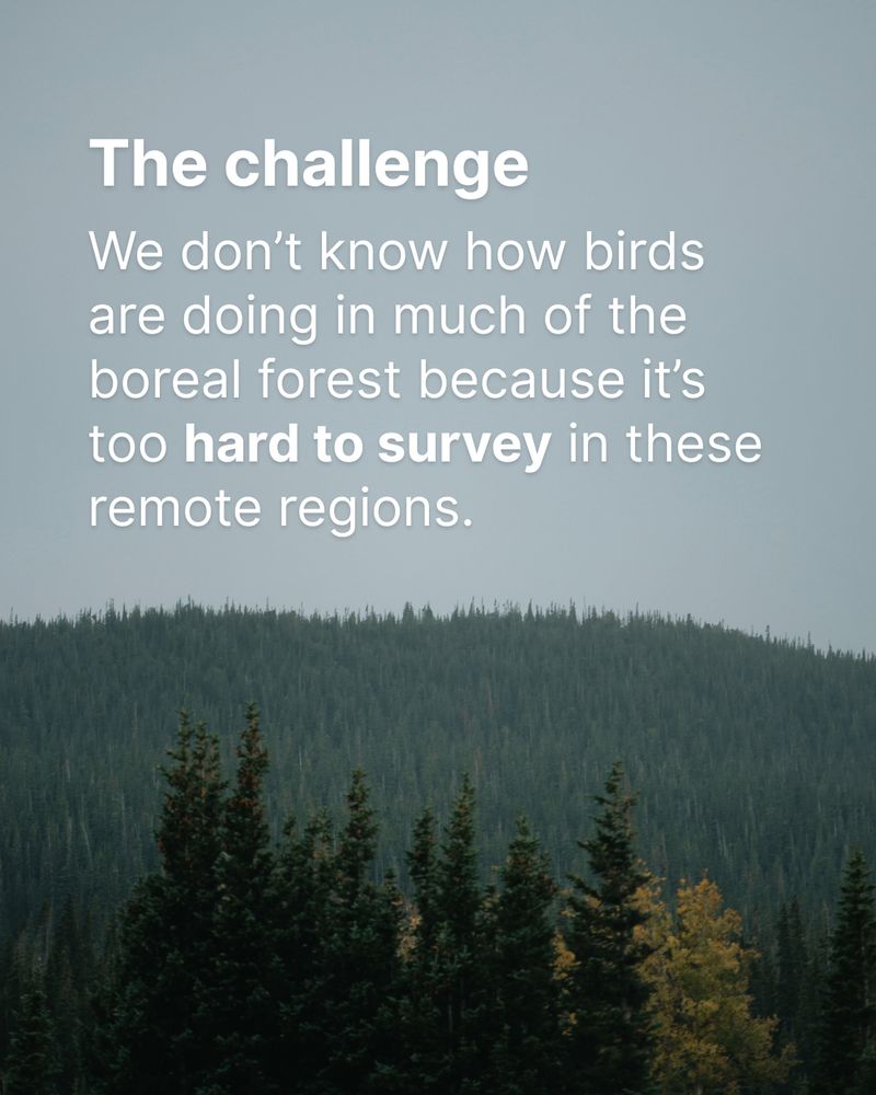 A landscape photo of a boreal forest. Overlay text reads "The challenge: We don’t know how birds are doing in much of the boreal forest because it’s too hard to survey in these remote regions."