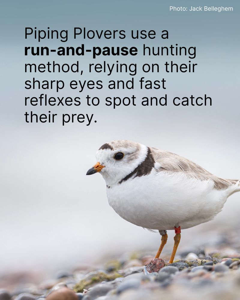 A Piping Plover stands on a pebbled shore. Overlay text reads Piping Plovers use a run-and-pause hunting method, relying on their sharp eyes and fast reflexes to spot and catch their prey.