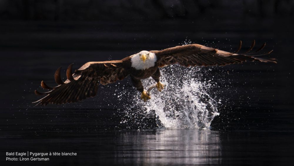 A Bald Eagle pulls a fish from the water.