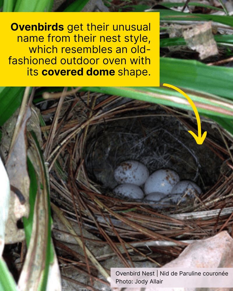 An ovenbird nest is seen on the forest floor. Overlay reads "Ovenbirds get their unusual name from their nest style, which resembles an old-fashioned outdoor oven with its covered dome shape."
