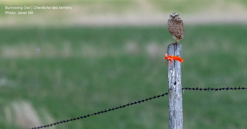 A Burrowing Owl perches on top of a fencepost, which bears an orange band of tape.
