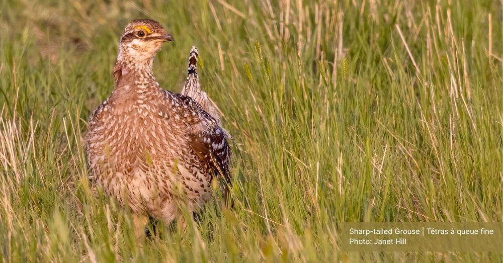 A female Sharp-tailed grouse stands alert in long grass.