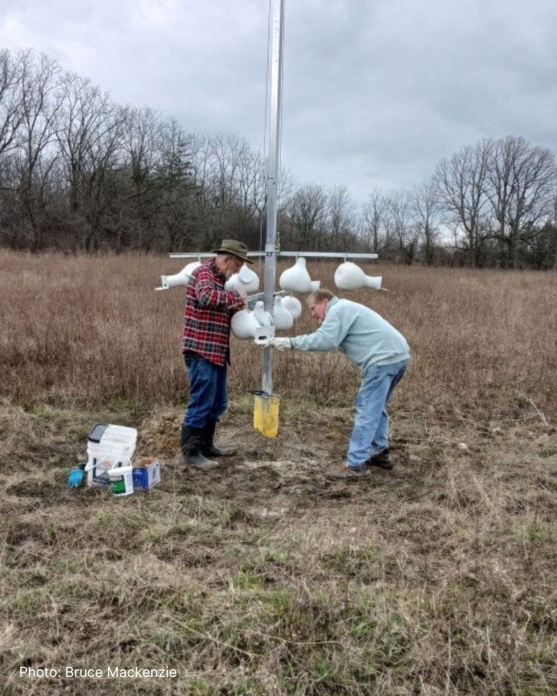 Two people work on installing a nest box structure for Purple Martins.