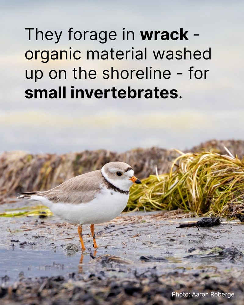 A Piping Plover stands in shallow water. Overlay text reads They forage in wrack - organic material washed up on the shoreline - for small invertebrates.
