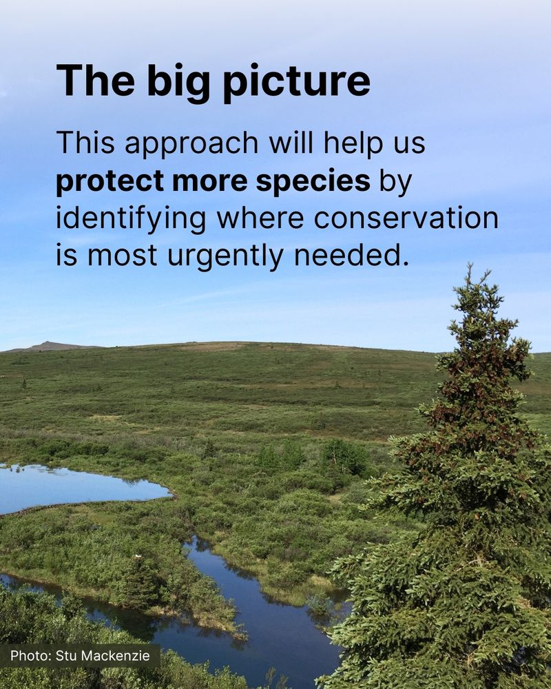 A landscape shot of the Blackpoll Warbler's habitat. Overlay text reads: "The big picture: This approach will help us protect more species by identifying where conservation is most urgently needed."