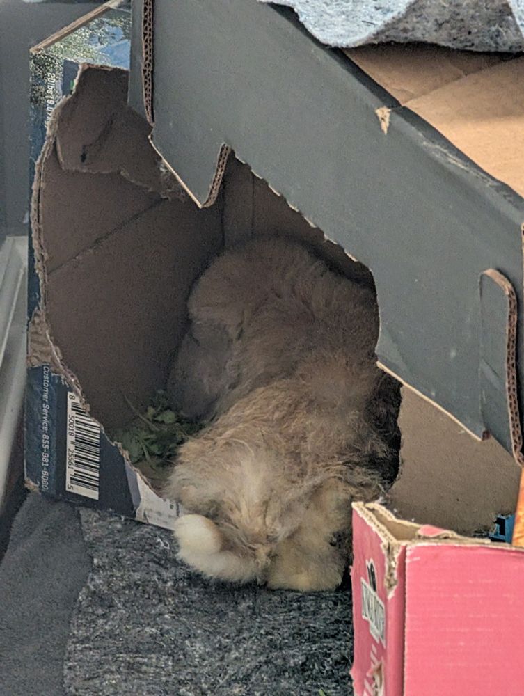 A blonde bunny laying down in a box with a big hole chewed in the side of it.