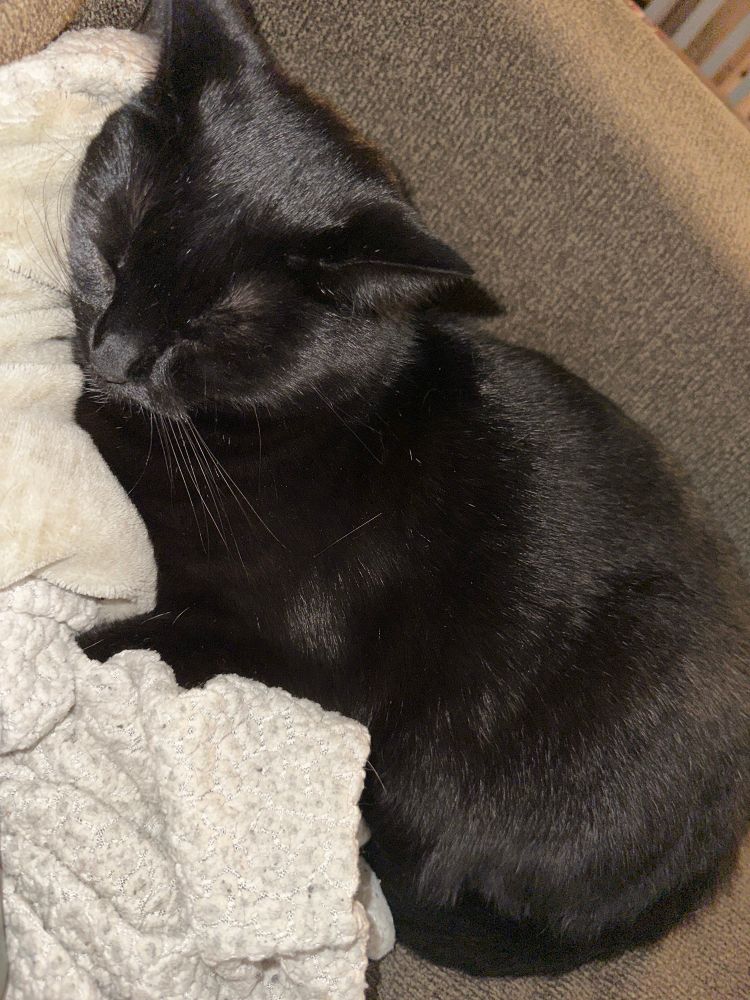 a picture of a black cat on a couch, cuddling into a blanket with his eyes closed