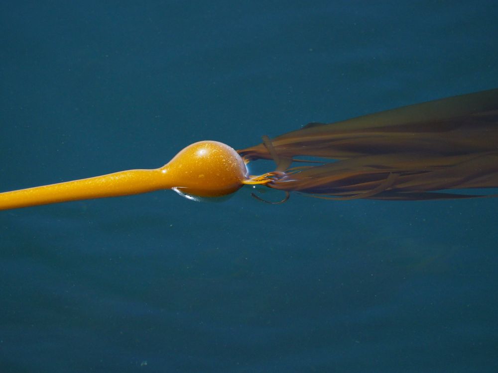 Photograph of a yellow golden bull kelp float with olive green fronds flowing behind it. The water as seen from the surface is grey blue 