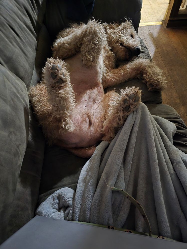 Dog with belly showing