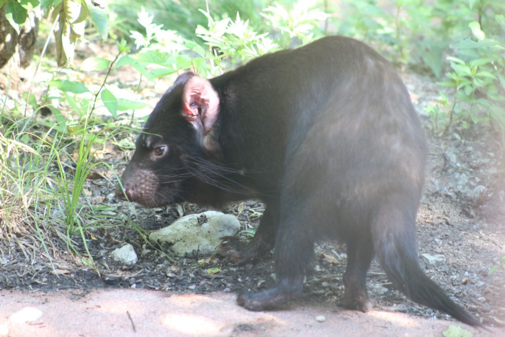 Tasmanian devil in an outdoor yard