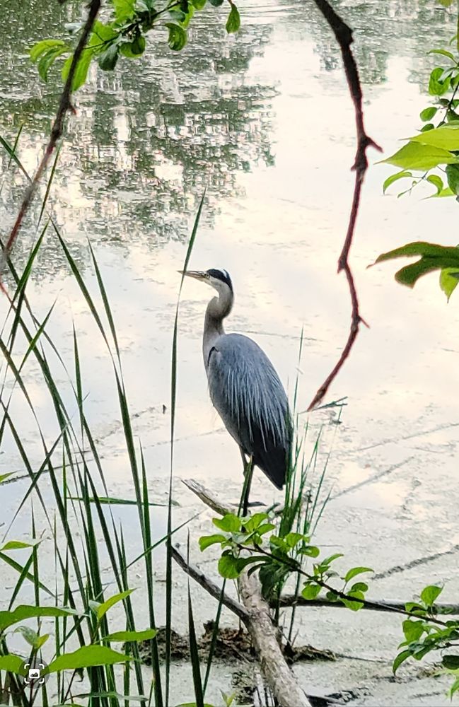 A great blue heron 