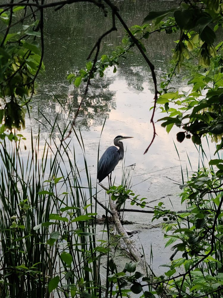 A blue heron in a pond surrounded by greenery.