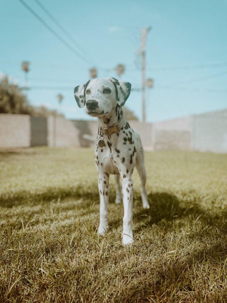 dolly the dalmatian