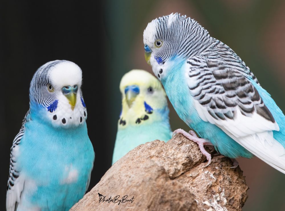 Wild budgerigars average 18 cm (7 in) long, weigh 30–40 grams (1.1–1.4 oz), 30 cm (12 in) in wingspan, and display a light green body colour (abdomen and rumps), while their mantles (back and wing coverts) display pitch-black mantle markings (blackish in fledglings and immatures) edged in clear yellow undulations. The forehead and face is yellow in adults. They display small, iridescent blue-violet cheek patches and a series of three black spots across each side of their throats (called throat patches). The two outermost throat spots are situated at the base of each cheek patch. The tail is cobalt (dark-blue); and outside tail feathers display central yellow flashes. Their wings have greenish-black flight feathers and black coverts with yellow fringes along with central yellow flashes, which only become visible in flight or when the wings are outstretched. Bills are olive grey and legs blueish-grey, with zygodactyl toes.

Mature males usually have a cere of light to dark blue, but in some particular colour mutations it can be periwinkle, lavender, purplish or pink – including dark-eyed clears, Danish pieds (recessive pieds) and inos, which usually display much rounder heads. Female budgerigars display more dominant behaviour compared to males of the species and may act aggressively towards them.
Budgerigars have tetrachromatic colour vision, although all four classes of cone cells will not operate simultaneously unless under sunlight or a UV lamp. The ultraviolet spectrum brightens their feathers to attract mates. The throat spots in budgerigars reflect UV and can be used to distinguish individual birds. While ultraviolet light is essential to the good health of caged and pet birds, inadequate darkness or rest results in overstimulation.