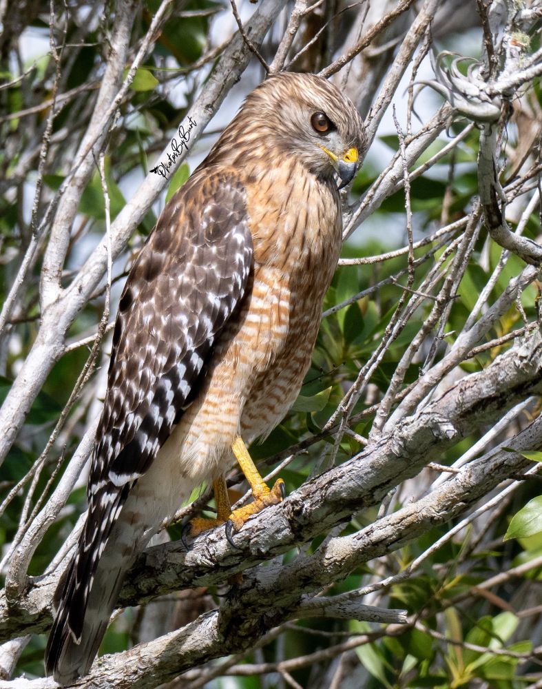 Males are 38 to 58 cm (15 to 23 in) long and weigh on average 550 g (1.21 lb). Females are slightly larger at 47 to 61 cm (19 to 24 in) in length and a mean weight of 700 g (1.5 lb). The wingspan can range from 90 to 127 cm (35 to 50 in). Adult birds can vary in mass from 460 to 930 g (1.01 to 2.05 lb). Among standard measurements, the wing bone is 28–35 cm (11–14 in) long, the tail is 16–24 cm (6.3–9.4 in) long and the tarsus is 7.5–9 cm (3.0–3.5 in). Adults have brownish heads, reddish chests, and pale bellies with reddish bars. Their tails, which are quite long by Buteo standards, are marked with narrow white bars. Red "shoulders" are visible when the birds are perched. These hawks' upper parts are dark with pale spots and they have long yellow legs. Western birds may appear more red, while Florida birds are generally paler. The wings of adults are more heavily barred on the upper side. Juvenile red-shouldered hawks are most likely to be confused with juvenile broad-winged hawks, but can be distinguished by their long tails, crescent-like wing markings, and a more flapping, Accipiter-like flight style. In direct comparison, it is typically larger and longer proportioned than the broad-wing, though is slightly smaller and more slender than most other common North American Buteo species. This bird is sometimes also confused with the widespread red-tailed hawk. That species is larger and bulkier, with more even-sized, broad wings, and is paler underneath, with a reddish tail often apparent. The red-tail is also more likely to soar steadily, with wings in a slight dihedral.