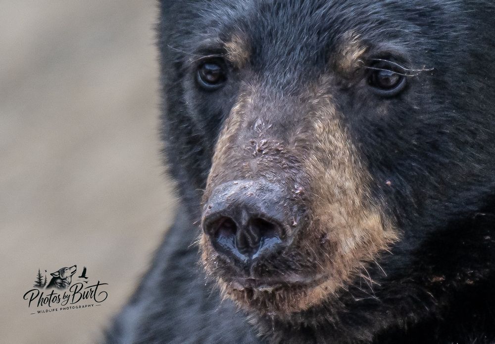 This is a Black Bear. Some individuals may develop a white "crescent moon" blaze on the chest. This white blaze, which is constant in Asian black bears, occurs in only 25% of North American black bears. The skulls of American black bears are broad, with narrow muzzles and large jaw hinges. In Virginia, the length of adult bear skulls was found to average 262 to 317 mm (10.3 to 12.5 in). Females tend to have slenderer and more pointed faces than males. Their claws are typically black or grayish-brown. The claws are short and rounded, being thick at the base and tapering to a point. Claws from both hind and front legs are almost identical in length, though the foreclaws tend to be more sharply curved. The paws of the species are relatively large, with a rear foot length of 13.7 to 22.5 cm (5.4 to 8.9 in), which is proportionately larger than other medium-sized bear species, but much smaller than the paws of large adult brown, and especially polar bears. The soles of the feet are black or brownish and are naked, leathery and deeply wrinkled. The hind legs are relatively longer than those of Asian black bears. The typically small tail is 7.7–17.7 cm (3.0–7.0 in) long. The ears are small and rounded and are set well back on the head. American black bears are highly dexterous, being capable of opening screw-top jars and manipulating door latches. They also have great physical strength; a bear weighing 120 pounds (54 kg) was observed turning flat rocks weighing 310 to 325 pounds (141 to 147 kg) by flipping them over with a single foreleg. They move in a rhythmic, sure-footed way and can run at speeds of 25 to 30 miles per hour (40 to 48 km/h). Black bears have good eyesight and have been proven experimentally to be able to learn visual color discrimination tasks faster than chimpanzees and just as fast as domestic dogs. They are also capable of rapidly learning to distinguish different shapes such as small triangles, circles and squares.