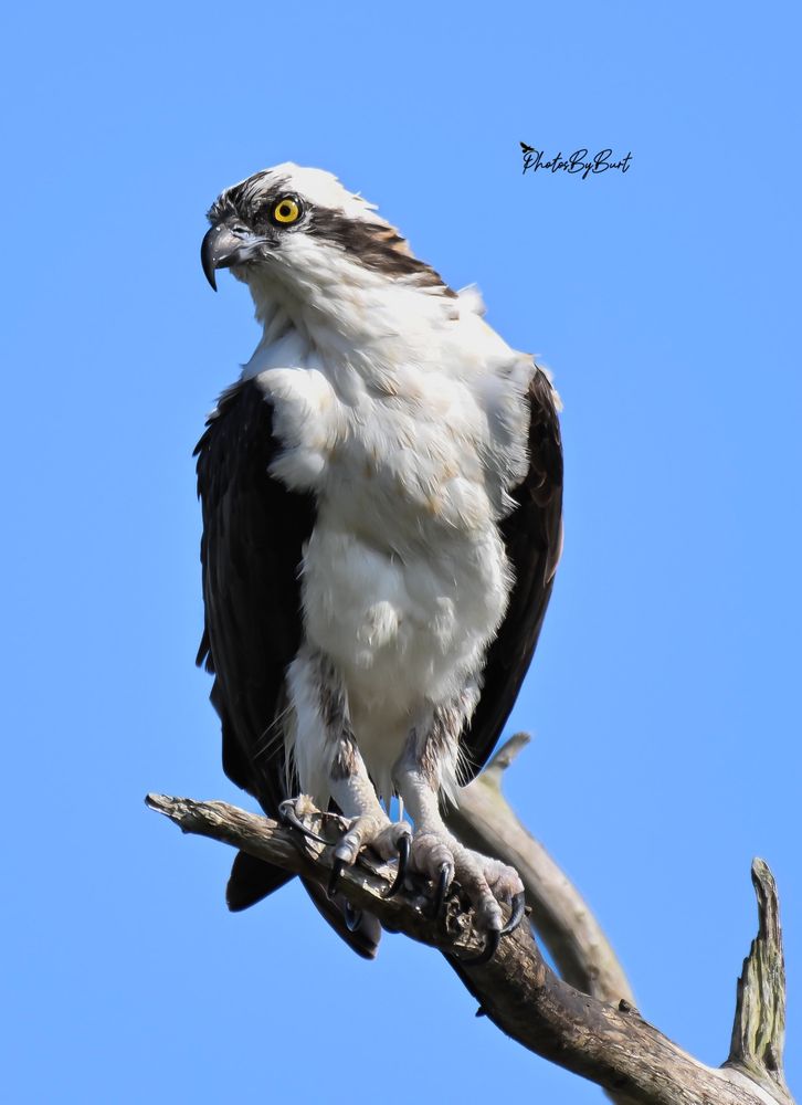 This is an Osprey perched on a limb. The osprey is 0.9–2.1 kg (2.0–4.6 lb) in weight and 50–66 cm (20–26 in) in length with a 127–180 cm (50–71 in) wingspan. It is, thus, of similar size to the largest members of the Buteo or Falco genera. The upperparts are a deep, glossy brown, while the breast is white, sometimes streaked with brown, and the underparts are pure white. The head is white with a dark mask across the eyes, reaching to the sides of the neck. The irises of the eyes are golden to brown, and the transparent nictitating membrane is pale blue. The bill is black, with a blue cere, and the feet are white with black talons. On the underside of the wings the wrists are black, which serves as a field mark. A short tail and long, narrow wings with four long, finger-like feathers, and a shorter fifth, give it a very distinctive appearance. The sexes appear fairly similar, but the adult male can be distinguished from the female by its slimmer body and narrower wings. The breast band of the male is also weaker than that of the female or is non-existent, and the underwing coverts of the male are more uniformly pale. It is straightforward to determine the sex in a breeding pair, but harder with individual birds