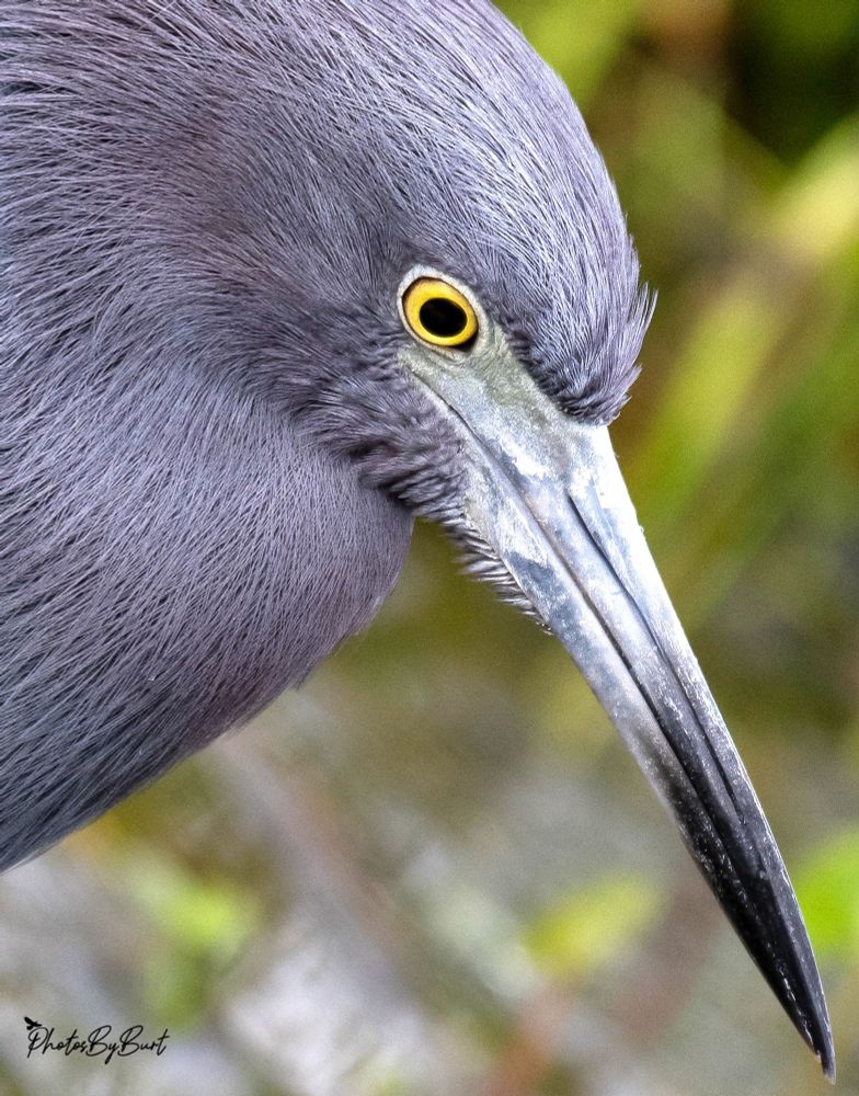 Males and females have the same coloration. The adults are darkly colored, with purple-maroon heads and blue bodies. During the breeding season, their heads turn dark red. They have two-toned bills, which are a light blue at the base, with black tips. Their eyes are yellow and their legs are greenish. Juveniles are almost completely white, although the upper primaries are somewhat dark in color. Like adults, their bills are two-toned. Immature birds transitioning from the juvenile to adult phase have a combination of light and dark feathers. Both sexes are about 56–74 centimetres (22–29 in), with a wingspan of 100–105 centimetres (39–41 in). They weigh about 397 grams (14.0 oz)