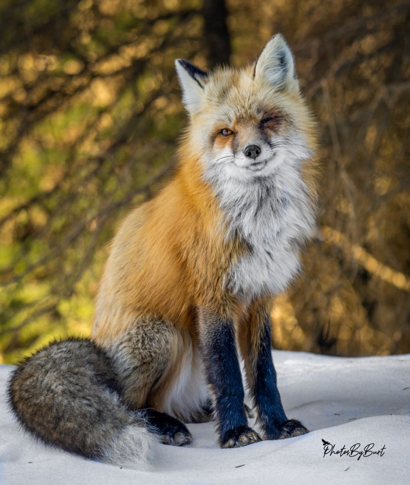 A female red fox, often called a vixen, is a sleek, agile mammal known for her intelligence and adaptability. Here’s a detailed description: Appearance: Size: Slightly smaller and lighter than male red foxes. A typical vixen weighs between 8 to 12 pounds and measures about 35 to 40 inches in total length (including the tail). Fur: Dense, soft, and usually a reddish-orange color, with variations ranging from pale yellowish-red to deep russet. The underside is usually white or light gray. Tail: Bushy with a white tip, often called a “brush.” The tail is about a third of her total body length and helps with balance and warmth. Legs and Ears: Black legs and large, pointed black-rimmed ears that aid in acute hearing. Her face is narrow with a long, slender snout.