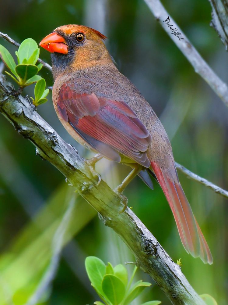 The northern cardinal is a mid-sized songbird with a body length of 21–23.5cm (8.3–9.3in) and a wingspan of 25–31cm (9.8–12.2in). The adult weighs from 33.6–65g (1.19–2.29oz), with an average 44.8 g (1.58oz). The male averages slightly larger than the female. The female is fawn-colored, with mostly grayish-brown tones and a slight reddish tint on the wings, crest, and tail feathers. The face mask of the female is gray to black and is less defined than that of the male. Both sexes possess prominent raised crests and bright coral-colored beaks. The beak is cone-shaped and strong.