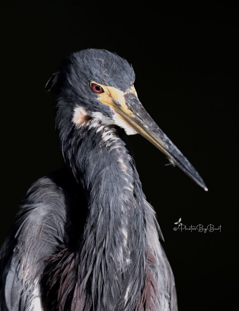 This species measures from 56 to 76 cm (22 to 30 in) long and has a typical wingspan of 96 cm (38 in). The slightly larger male heron weighs 415 g (14.6 oz) on average, while the female averages 334 g (11.8 oz). It is a medium-large, long-legged, long-necked heron with a long, pointed, yellowish or greyish bill with a black tip. Its legs and feet turn from dark yellow in nonbreeding birds to pink in breeding adults. The plumage of the triclolored heron changes dramatically from its juvenile form to its adult form.
Adults have a blue-grey head, neck, back, and upper wings, with a white line along the neck. The belly is white. In breeding plumage, they have long, blue, filamentous plumes on their heads and necks, and buff ones on their backs.
