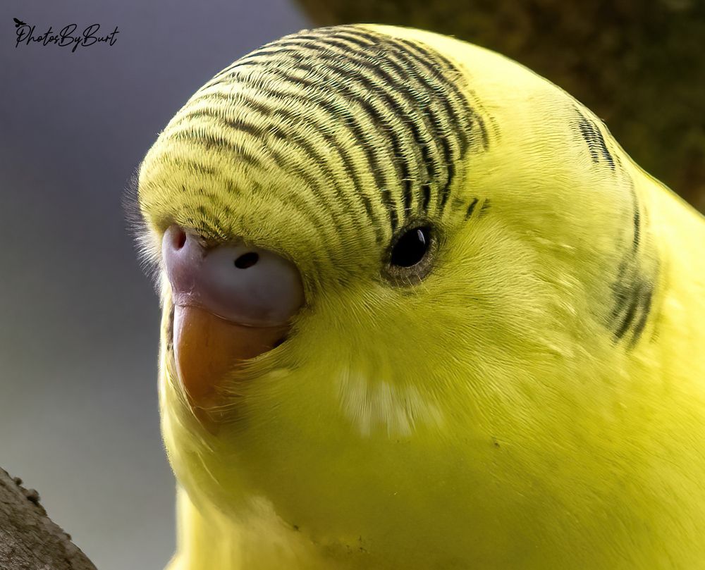 This is a close up image of the head of a yellow wild budgerigar with black stripes and black eyes. Wild budgerigars average 18 cm (7 in) long,[6] weigh 30–40 grams (1.1–1.4 oz), 30 cm (12 in) in wingspan, and display a light green body colour, while their mantles display pitch-black mantle markings (blackish in fledglings and immatures) edged in clear yellow undulations. The forehead and face is yellow in adults.