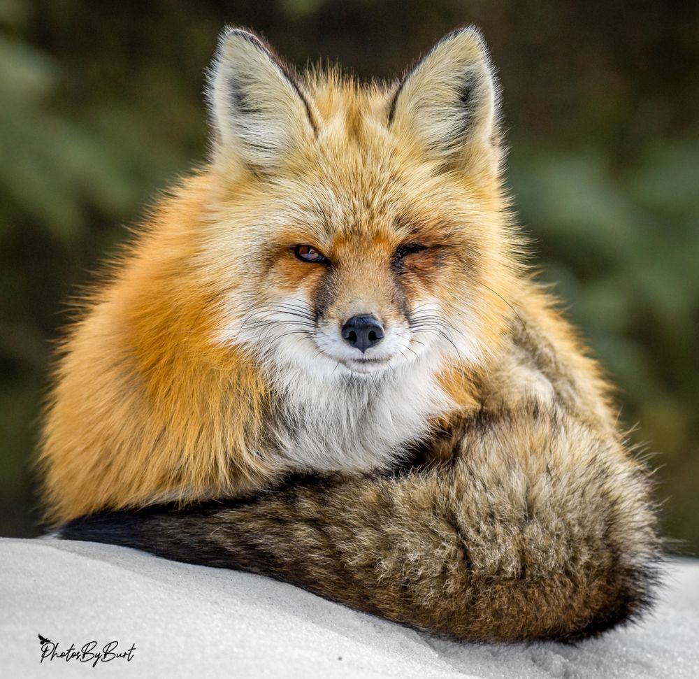 The red fox is the largest true fox species and a member of the dog family. Known for their reddish fur and black legs, they are found across the Northern Hemisphere, including Europe, Asia, North America, and parts of North Africa. Appearance: Red foxes have thick, soft fur that's reddish orange or yellowish on the upper body, head, and most of the tail. The underside, throat, chest, belly, and tail tip are white. This female is sitting atop a white mound of snow. She has big ears standing atop attention, red fur, black lower legs and a very thick bushy tail. She is looking directly at my camera. She also has a damaged left eye so she is blind in that eye.