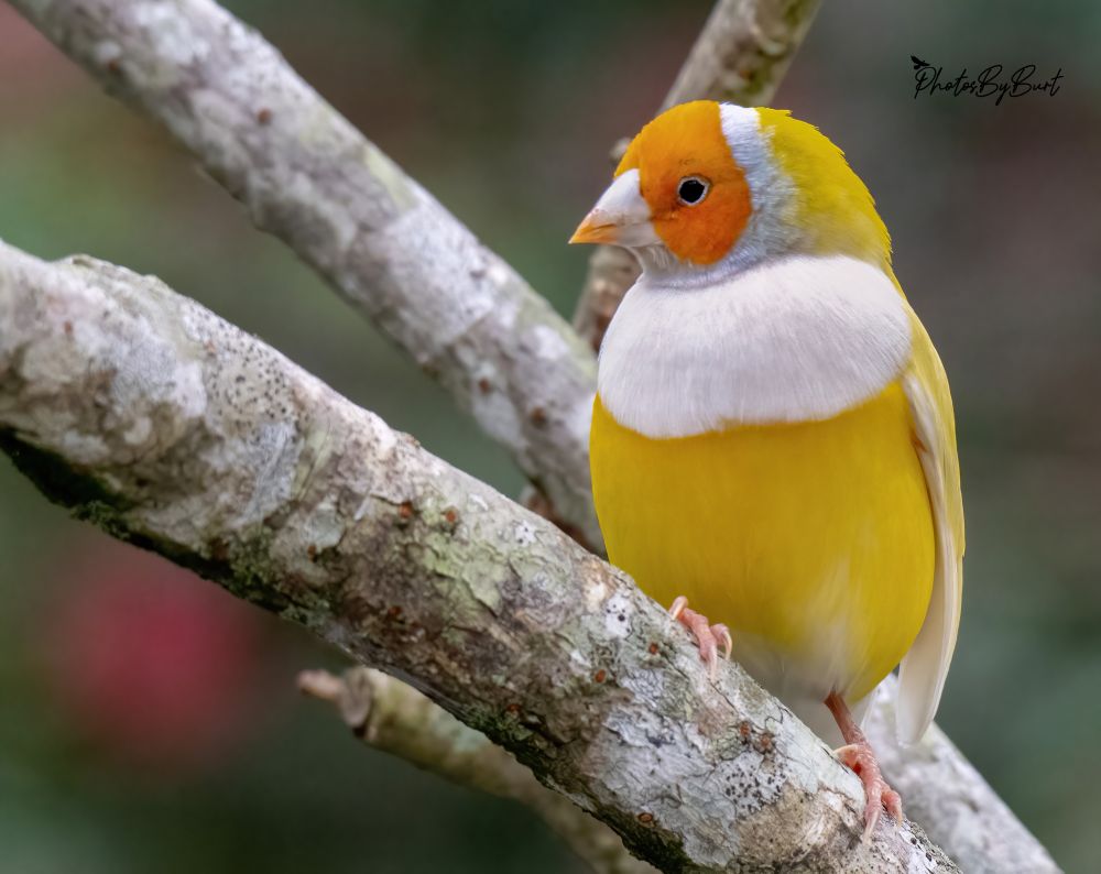 Both sexes are brightly coloured with black, green, yellow, and red markings. The females tend to be less brightly coloured. One major difference between the sexes is that the male's chest is purple, while the female's is a lighter mauve. Gouldian finches are about 125–140 mm (4.9–5.5 in) long. Their heads may be red, black, or yellow. Formerly considered three different kinds of finches, it is now known that these are colour variants of one species that exist in the wild. Selective breeding has also developed mutations (blue, yellow and silver instead of a green back) in both body and breast colour. There are several "prominent rounded tubercles" with an "opalescent lustre" at the back of the gape. These tubercles are commonly (and incorrectly) described as phosphorescent in spite of much scientific evidence to the contrary. It is believed that these tubercles simply reflect light and are not luminescent.