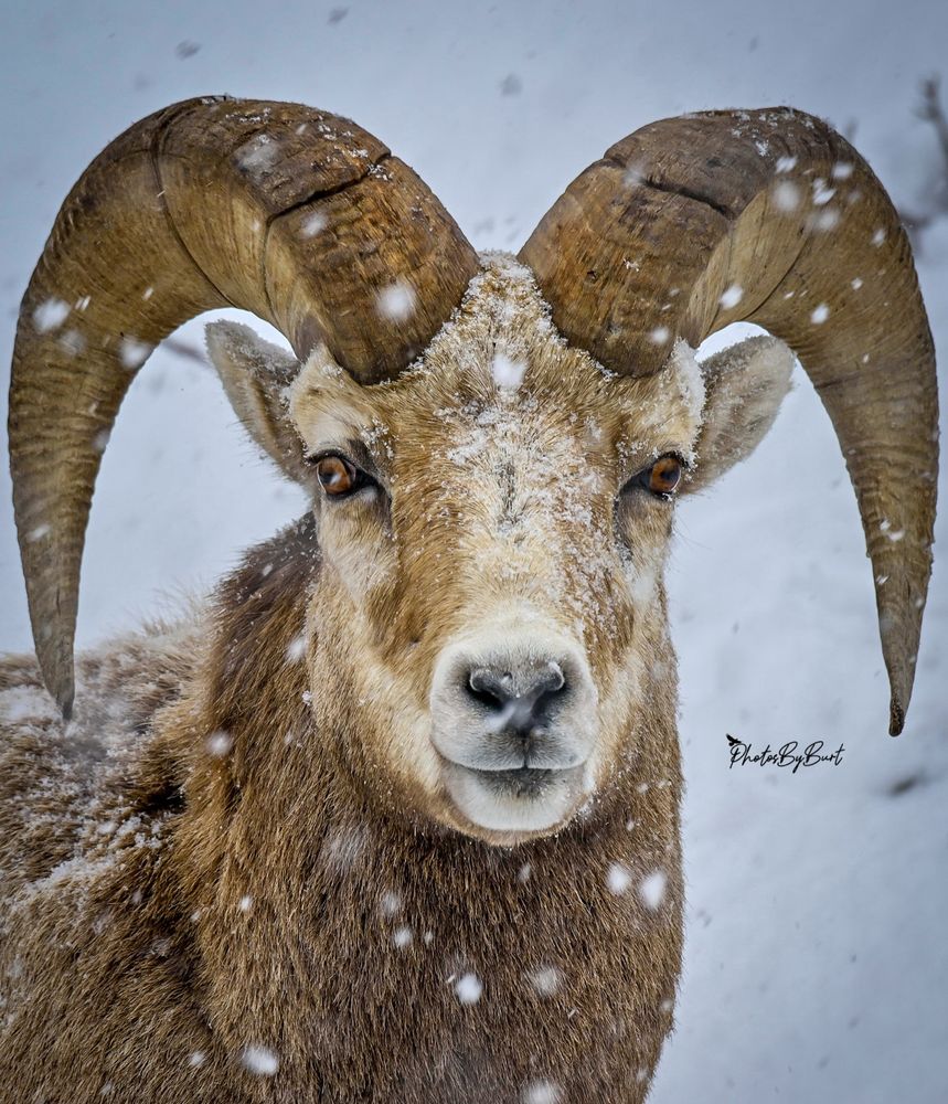Bighorn sheep are named for the large, curved horns borne by the rams (males). They range in color from light brown to grayish or dark, chocolate brown, with a white rump and lining on the backs of all four legs. Males typically weigh 58–143 kg (128–315 lb), are 90–105 cm (35–41 in) tall at the shoulder, and 1.6–1.85 m (63–73 in) long from the nose to the tail. Male bighorn sheep have large horn cores, enlarged cornual and frontal sinuses, and internal bony septa. These adaptations serve to protect the brain by absorbing the impact of clashes.