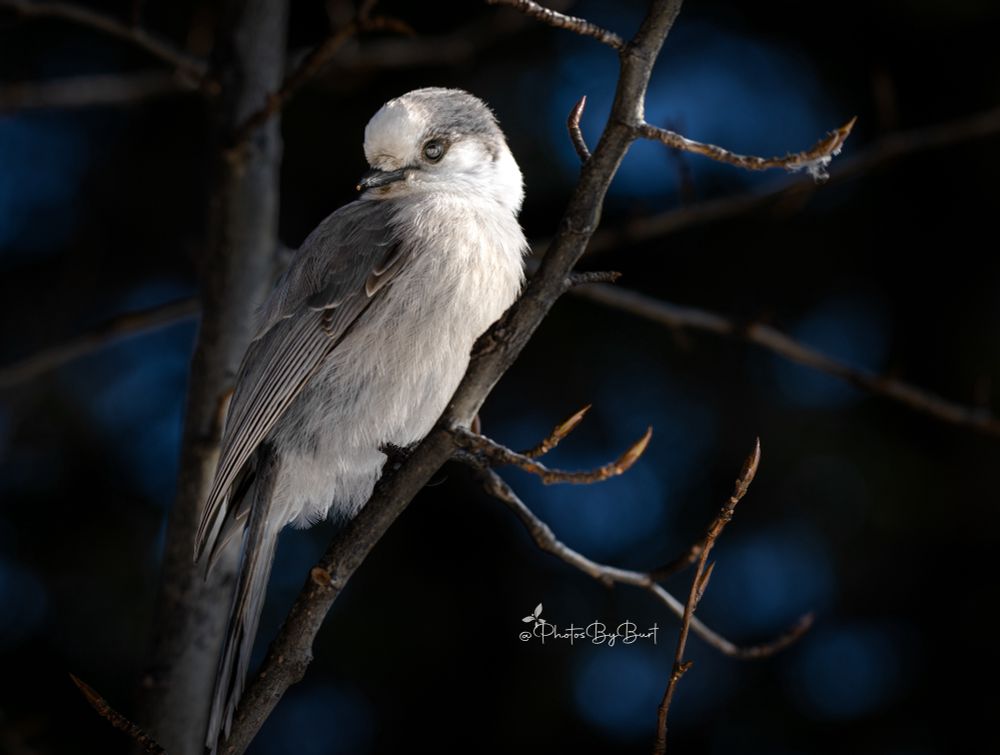 The Canada jay is a relatively large songbird, though smaller than other jays. A typical adult Canada jay is between 25 and 33 cm (9.8 and 13.0 in) long. Its wingspan is around 45 cm (18 in). It weighs about 65 to 70 g (2.3 to 2.5 oz). Adults have medium grey back feathers with a lighter grey underside. Its head is mostly white with a dark grey or black nape and hood, with a short black beak and dark eyes. The long tail is medium grey with lighter tips. The legs and feet are black. The plumage is thick, providing insulation in the bird's cold native habitat. Like most corvids, Canada jays are not sexually dimorphic, but males are slightly larger than females.