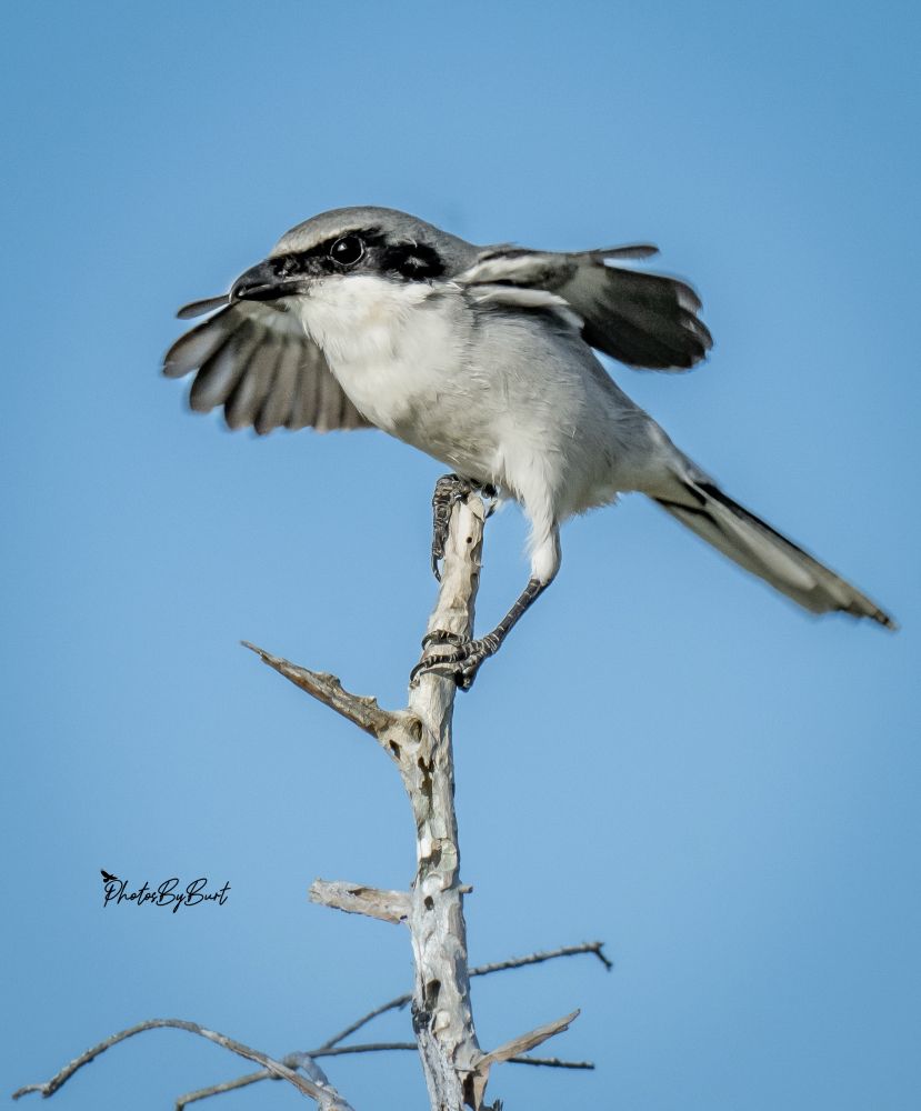 The loggerhead shrike is a medium-sized passerine. "Loggerhead" refers to the relatively large size of the head as compared to the rest of the body. The wing and tail length are about 3.82 in (9.70 cm) and 3.87 in (9.83 cm) long, respectively. It weighs on average 1.8 oz (50 g), with a range of 1.6–2.1 oz (45–60 g) for a healthy adult shrike.
Measurement ranges
Length: 7.9–9.1 in (20–23 cm)
Weight: 1.2–1.8 oz (34–51 g)
Wingspan: 11.0–12.6 in (27.9–32.0 cm)
The adult plumage of the loggerhead shrike is grey above with a white to pale grey breast and black tarsi and feet. The bird possesses a black mask that extends across the eyes to its bill. The wings are black with a distinct white patch on the primaries. The tail is black edged with white and the irises are brown. The beak is short, black, and hooked, and contains a tomial tooth to help tear into prey. It is difficult to sex an adult loggerhead shrike in the field as they are sexually monochromatic. However, several studies have reported sexual dimorphism in plumage and size traits. Juveniles possess a paler gray plumage that is subtly vermiculated.
The loggerhead shrike can be distinguished from the northern shrike by its smaller size, darker grey plumage, and larger black face mask that covers the eye completely. It also has a shorter bill with less prominent hook. Their calls are similar.