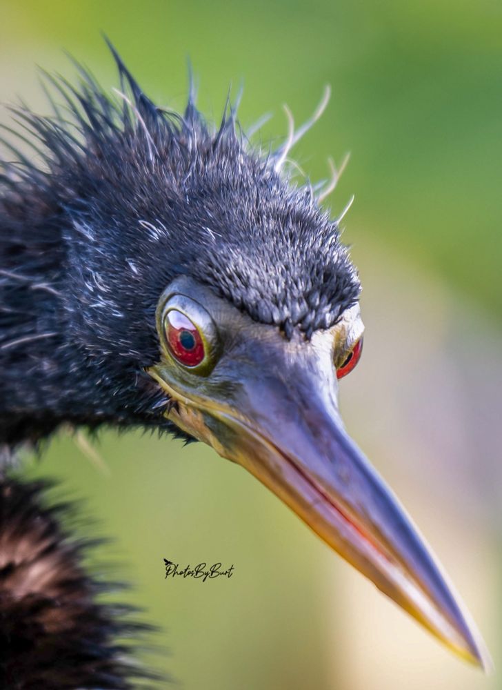 It is a medium-large, long-legged, long-necked heron with a long, pointed, yellowish or greyish bill with a black tip. Its legs and feet turn from dark yellow in nonbreeding birds to pink in breeding adults. The plumage of the triclolored heron changes dramatically from its juvenile form to its adult form.