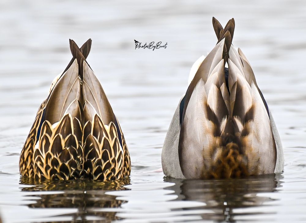 The mallard is a medium-sized waterfowl species that is often slightly heavier than most other dabbling ducks. It is 50–65 cm (20–26 in) long – of which the body makes up around two-thirds – has a wingspan of 81–98 cm (32–39 in), and weighs 0.7–1.6 kg (1.5–3.5 lb). Among standard measurements, the wing chord is 25.7 to 30.6 cm (10.1 to 12.0 in), the bill is 4.4 to 6.1 cm (1.7 to 2.4 in), and the tarsus is 4.1 to 4.8 cm (1.6 to 1.9 in).