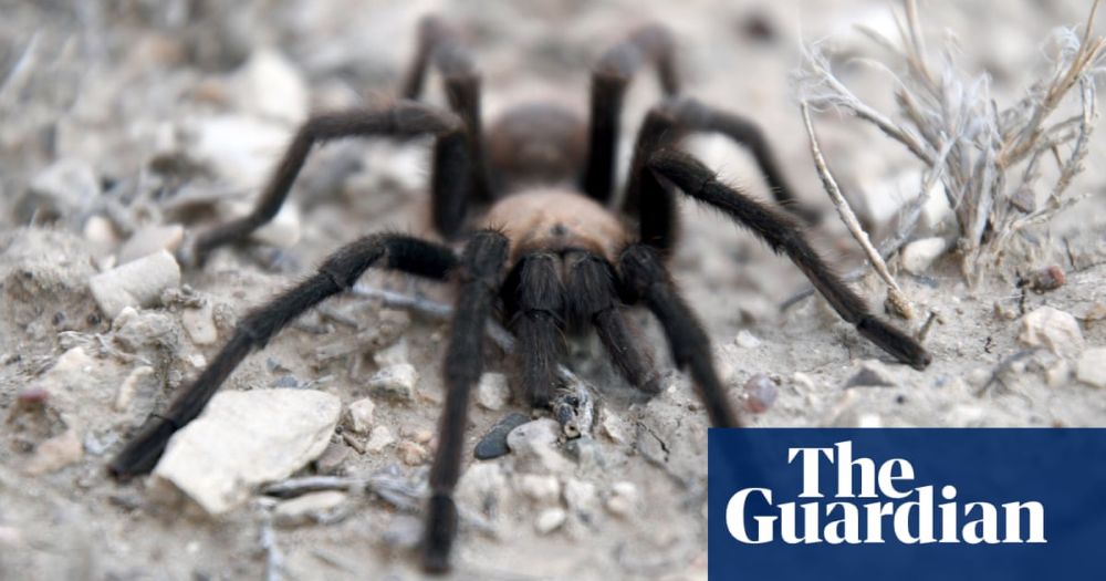 Spider lovers scurry to Colorado as tarantula mating season gets under way