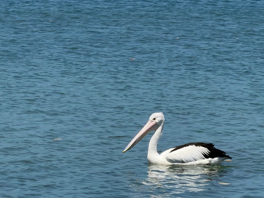 A pelican on the water at Golden Beach, Qld.