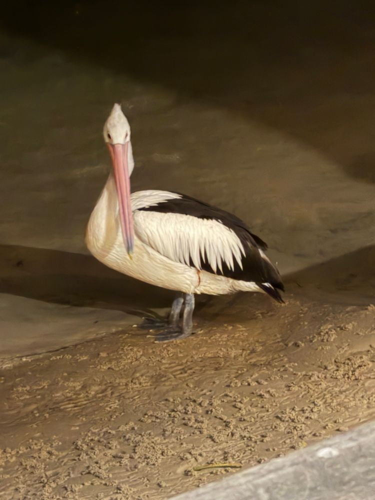 A pelican waiting for spare fish & chips from the sea side diners.
(No we didn’t feed them).