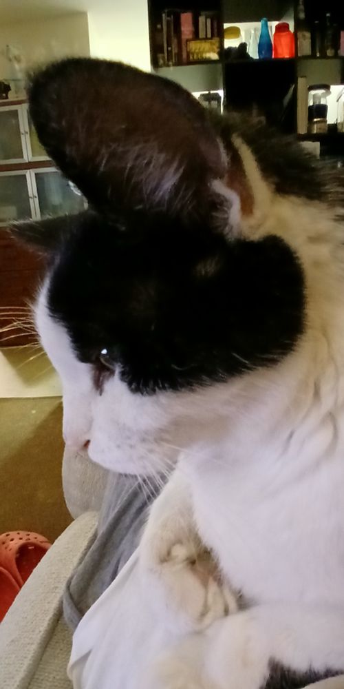 Eli, a tuxedo cat, lying on his human's stomach, on the sofa, facing left. His paws are curled up by his chest. 
He is watching a video on YouTube with his human. 