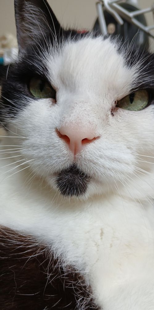 Close-up of Eli, a tuxedo cat. He is very floofy for a short-hair cat. 
His eyes are green and his nose is pink. He has a black spot on his chin, like a soulpatch.