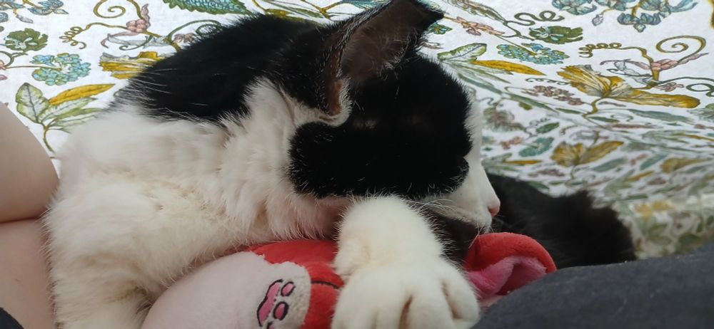 Eli, a tuxedo cat, under a pale sheet with green-toned leaves print. He is snuggling a red stuffie.