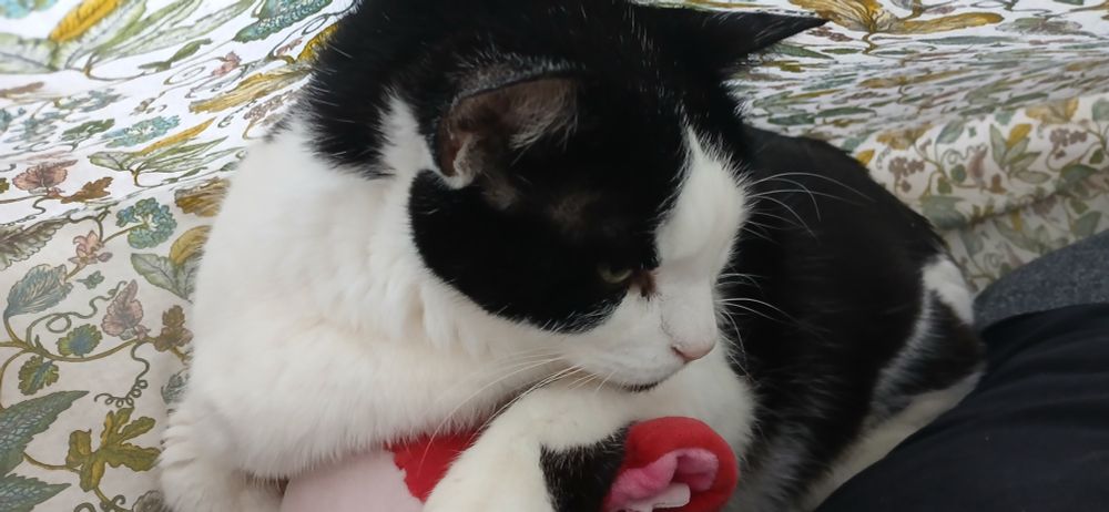 Eli, a tuxedo cat, lying next to his human under a pale sheet with a pretty leaf print. He is settling in with a red stuffie. I just missed him grooming it.