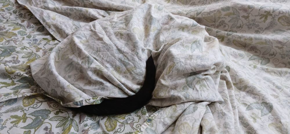 A bed with a sheet twisted and curled around the shape of a cat. Only his black tail is visible, also curled around him. This is how I found him after lunch. 