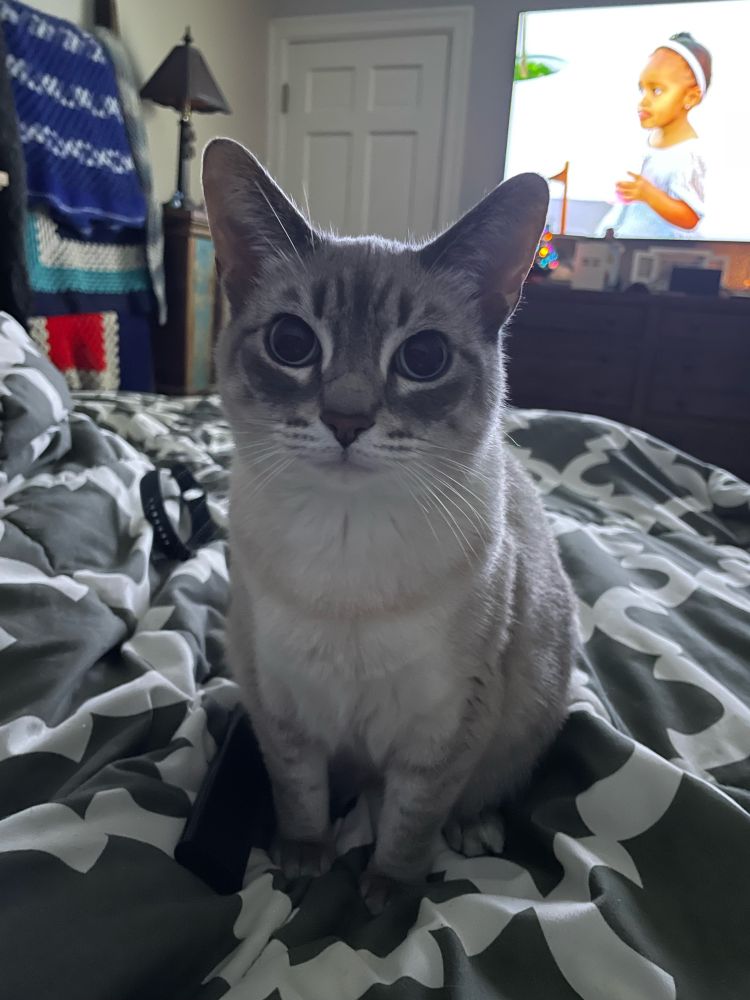 Photo of beautiful grey cat with blue eyes sitting on bed looking at the camera. 