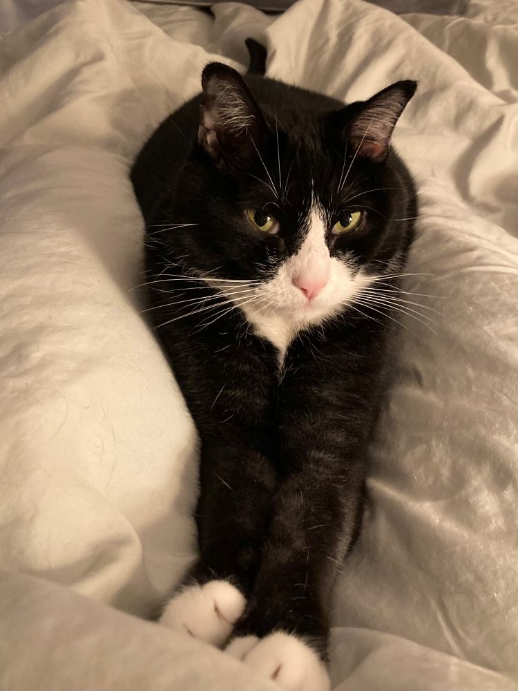 A black and white cat with arms outstretched on a bed