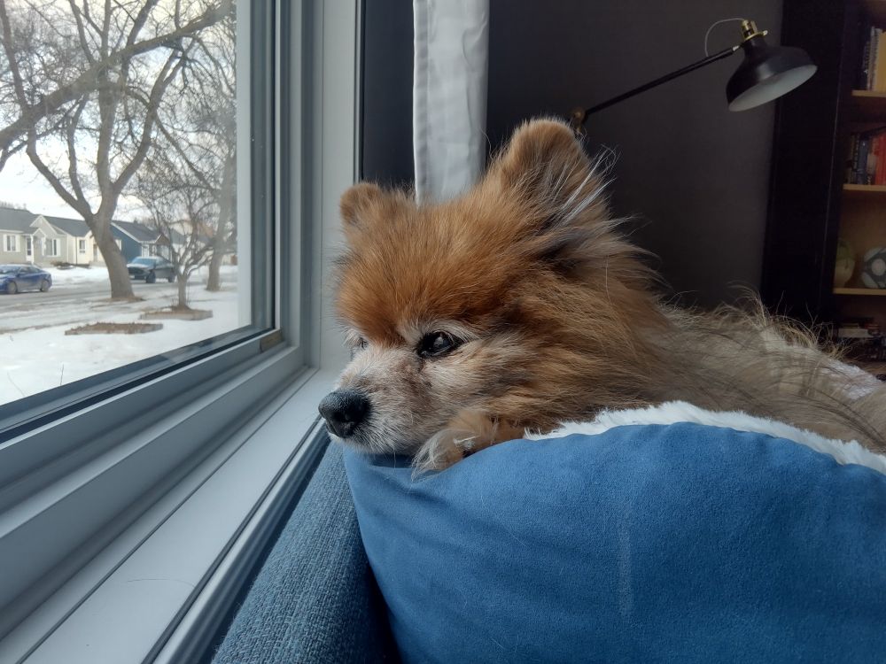 our dog guapo sitting in a blue bed on a blue couch, looking out the window. 