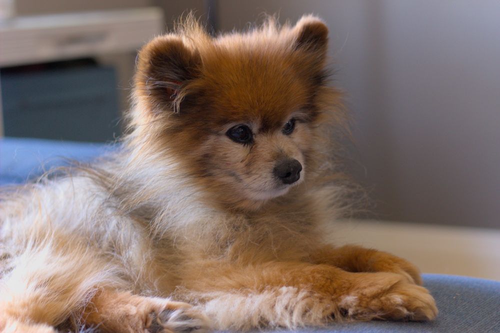 our dog guapo resting on our blue couch